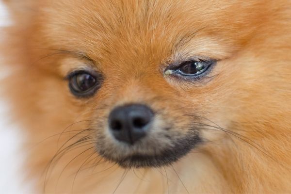 Hund Bindehautentzündung