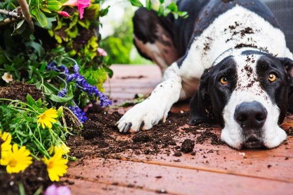 Hund buddelt im Garten: Hund liegt auf Terrasse