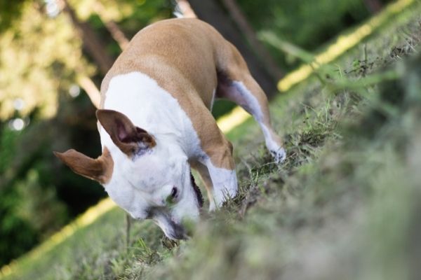 Hund buddelt im Garten edogs Magazin