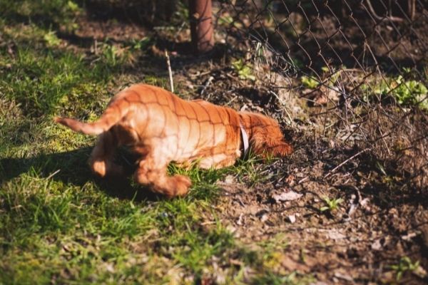 Hund buddelt im Garten: Welpe buddelt am Zaun