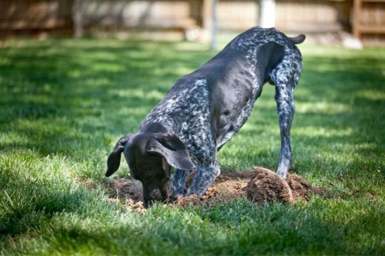 Hotspot beim Hund Die runden Entzündungen edogs Magazin