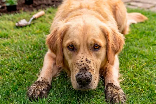 Das Bild zeigt einen Golden Retriever, der nach dem Buddeln entspannt auf einem saftig grünen Rasen liegt. Der Hund befindet sich in einer liegenden Position mit nach vorne ausgestreckten Pfoten, wobei sein Blick direkt in die Kamera gerichtet ist. Besonders auffällig sind die dunklen Erd- und Schmutzrückstände an seiner Schnauze sowie an seinen Vorderpfoten, die von seiner vorangegangenen Aktivität im Garten zeugen. Im Hintergrund erstreckt sich eine gepflegte Gartenanlage.