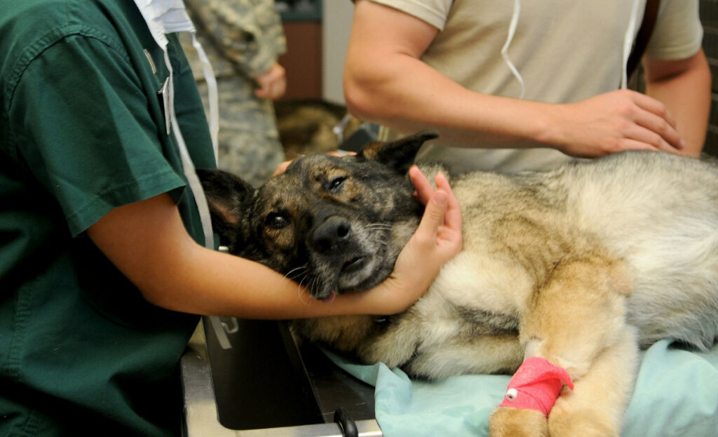 hund-chippen-beim-tierarzt