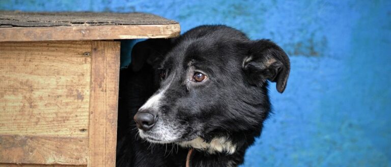 Durchfall beim Hund Ursachen & Behandlung edogs