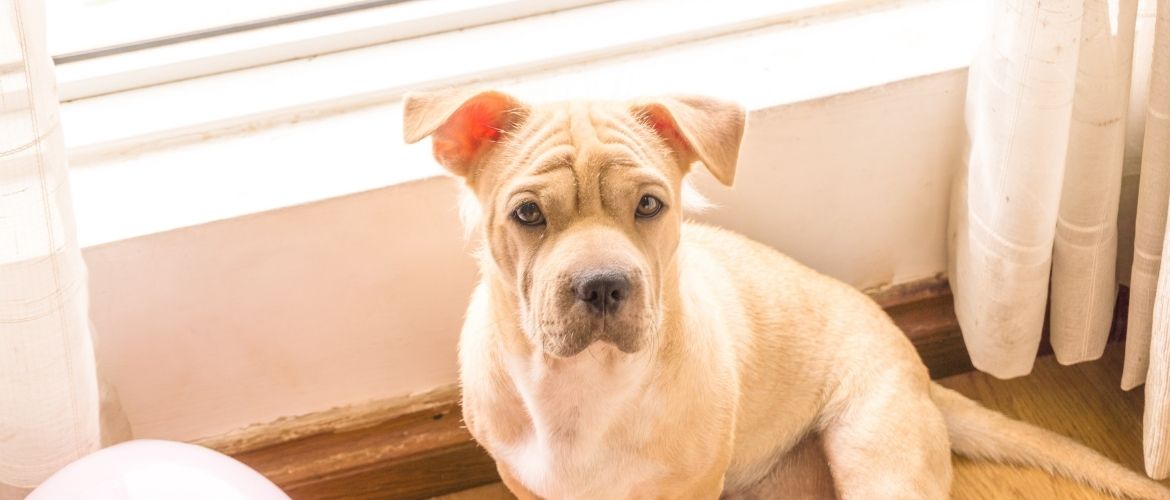 Durchfall Hund: Vierbeiner steht vor einem Fenster und blickt traurig nach oben