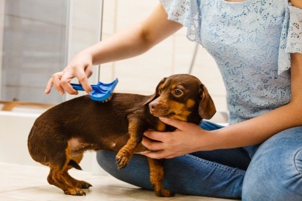 Hund bei Fellpflege