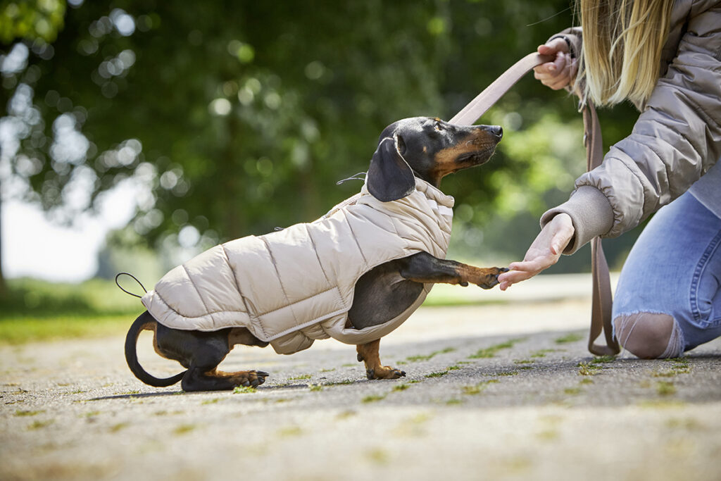 Hund friert: Dackel mit Hundemantel