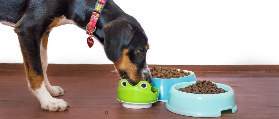 Futtermittelallergie: Hund frisst aus einem Napf