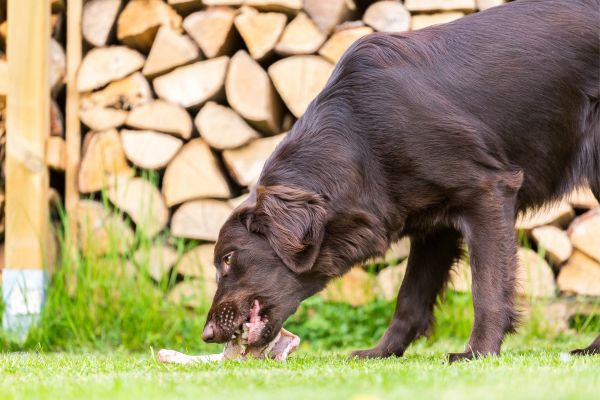 Hund frisst draußen aus einem Napf