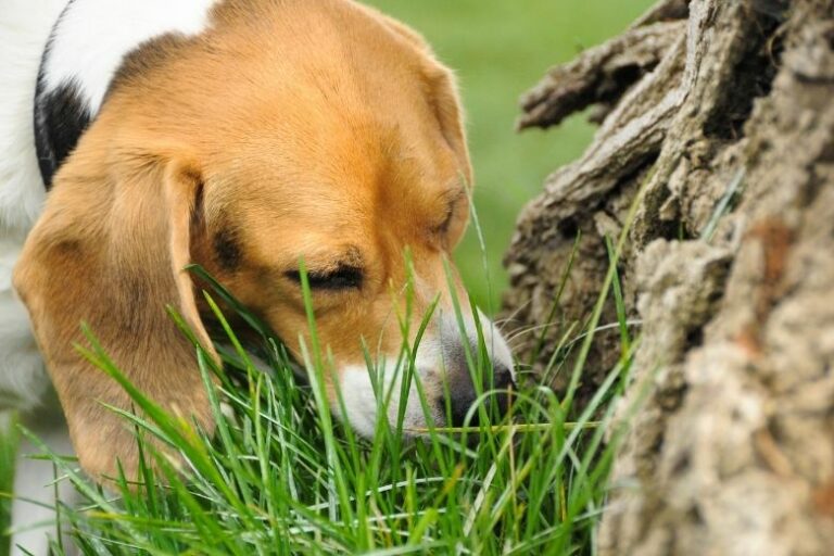 Hund frisst Gras: Unbedenklich oder gefährlich?