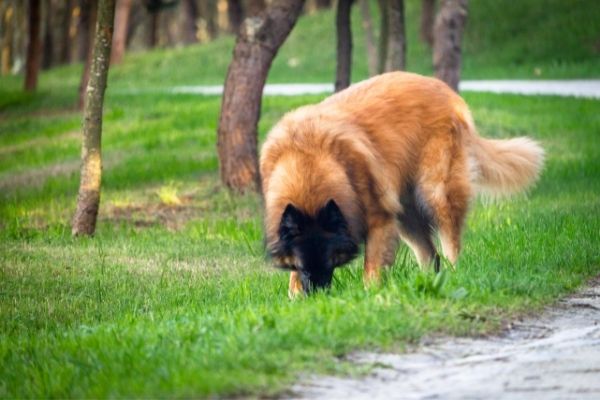 Hund frisst Gras im Park