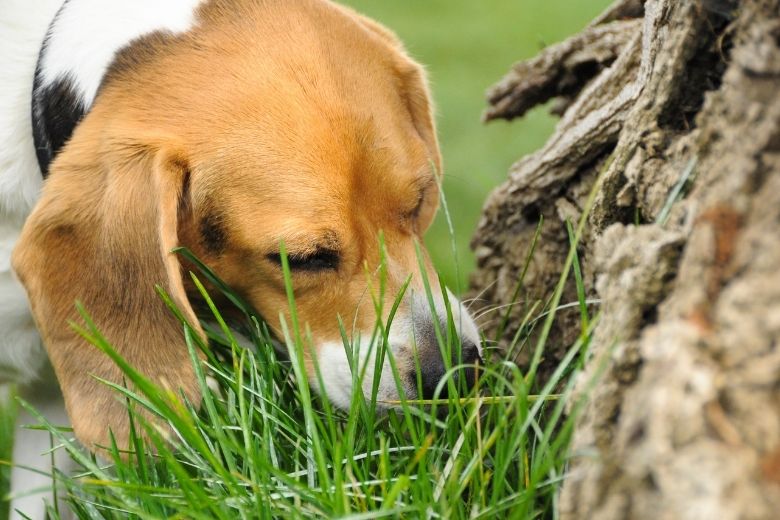Hund frisst Gras: gefährlich? |