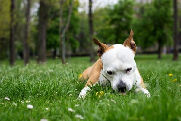 Hund frisst Grass auf hektische Weise