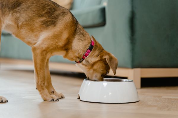 Megaösophagus: Hund frisst aus einem Napf