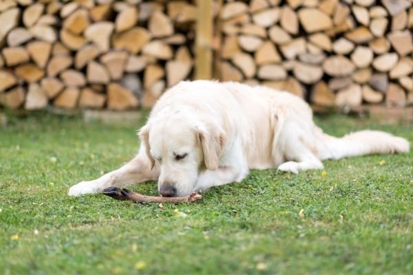 Hund frisst nicht mehr