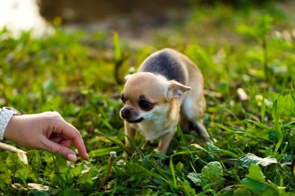 Hund hat Angst: Hund auf Wiese