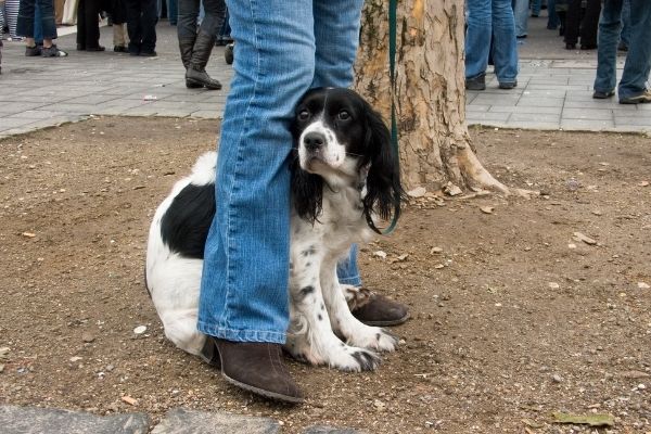 Hund hat Angst: Hund sitzt auf Boden zwischen Beinen