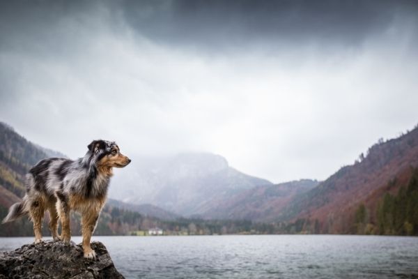 Hund hat Angst vor Gewitter: Hund auf Stein vor See