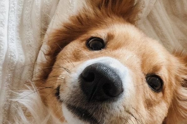 Darum haben Hunde kalte Nasen edogs