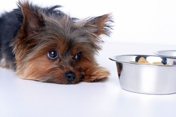 Hund hat Schluckauf vor Futternapf