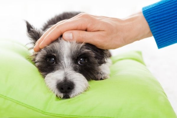Hund hat Schluckauf: Hand liegt auf Hundekopf auf Kissen