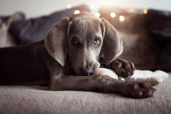 Hund hat Schluckauf: Welpe liegt auf Sofa