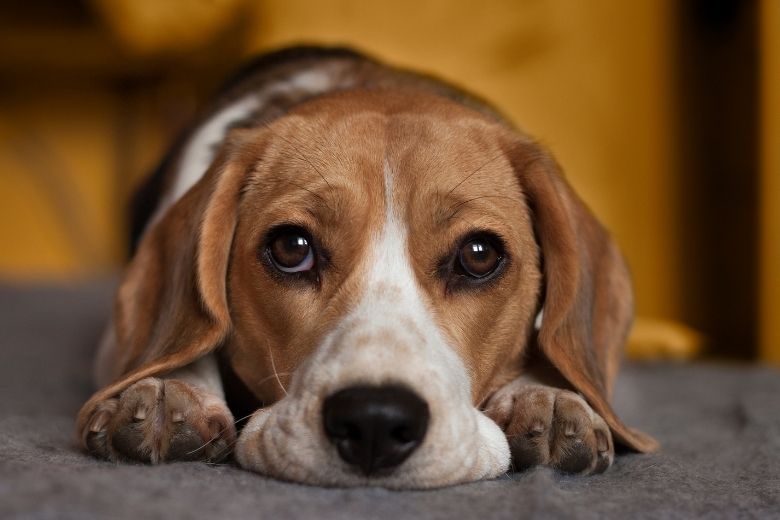 Megaösophagus beim Hund Symptome & Behandlung