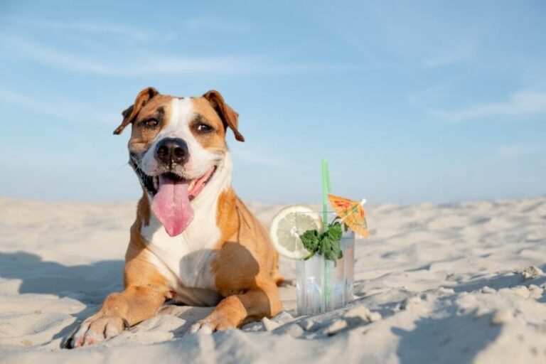Hund bei Hitze: Tipps für heiße Sommertag mit dem Hund