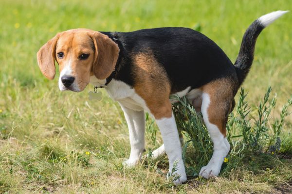 Verstopfung beim Hund: Hund hockt sich hin, um sich zu lösen.