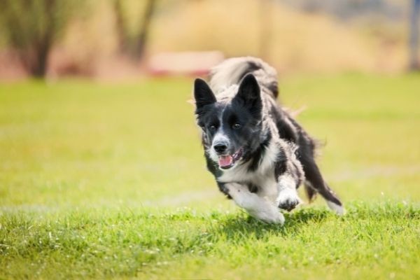 Hundesport: Hund im Auslauf