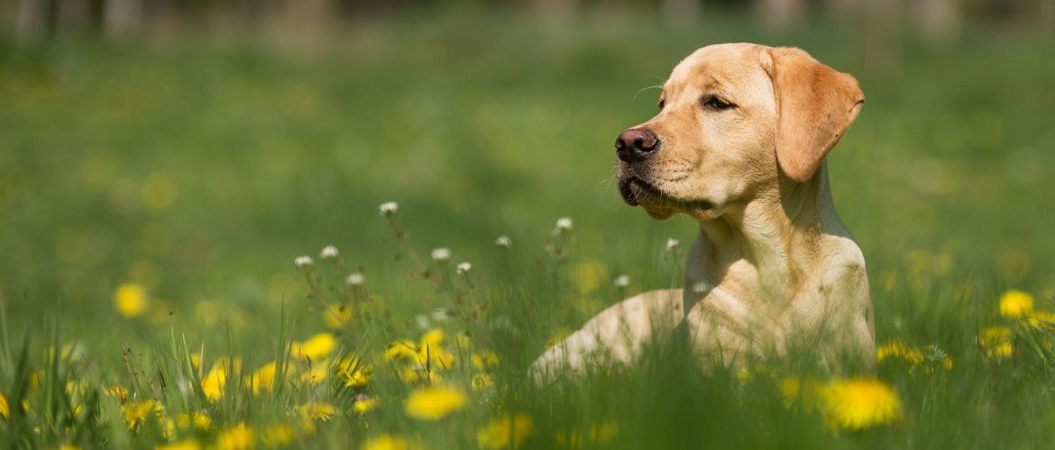 Hund im Gras