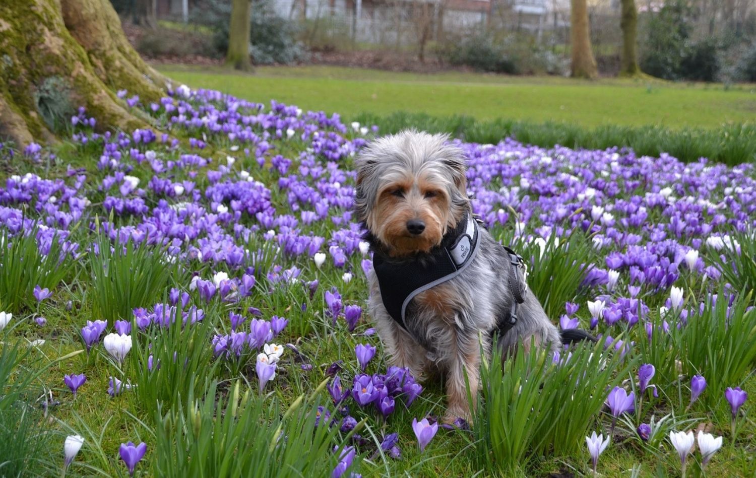 Hund im Krokus Feld