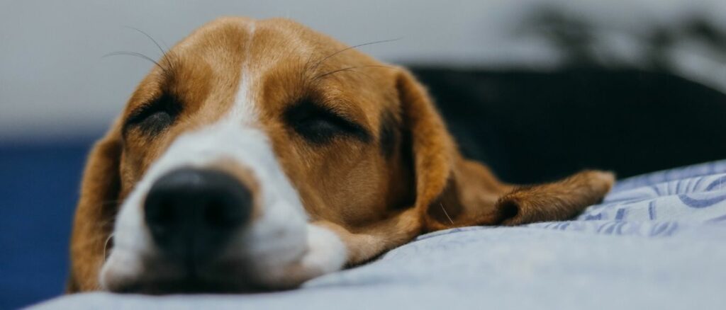 Flöhe beim Hund Symptome, Übertragung &amp; Behandlung