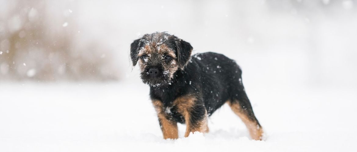 Hund im Schnee