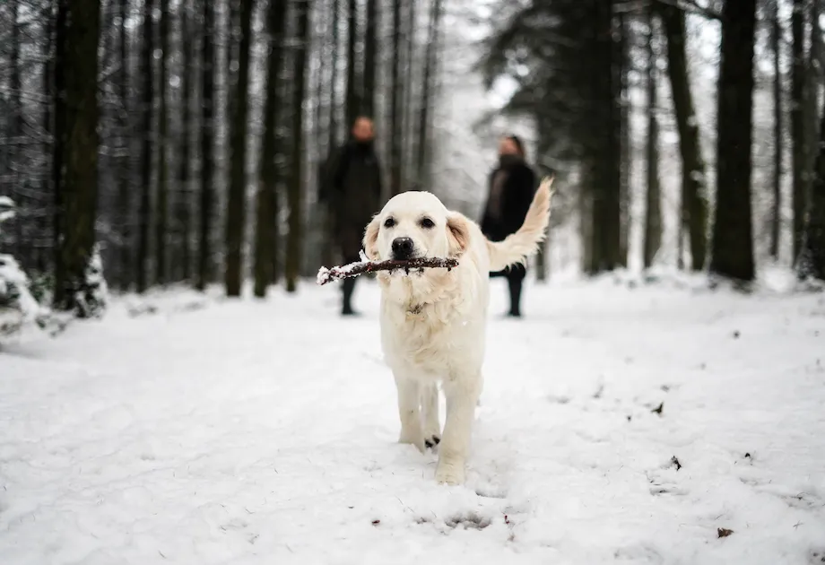 Hund mit Stock im Mund läuft durch einen schneebedeckten Wald