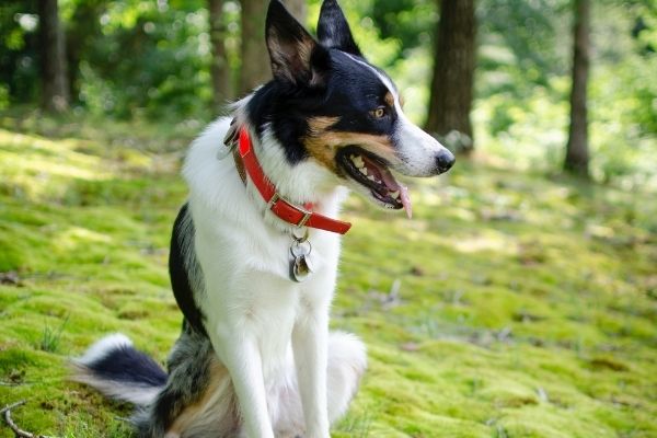 Borreliose: Hund im tiefen Wald