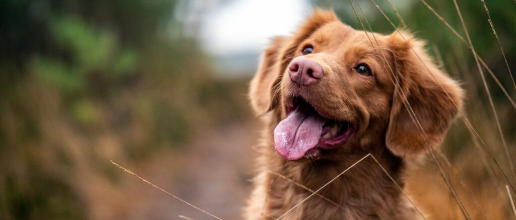 Lebererkrankung Hund: Vierbeiner im Wald