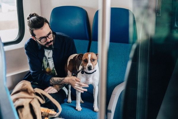 Hund im Zug: Fellnase sitzt im Zug mit seinem Herrchen