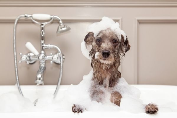 Hund in Dusche - Fakten über Hunde