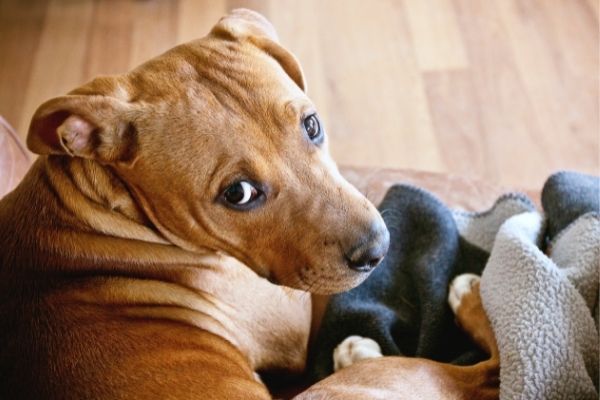 Hund in Mietwohnung: Welpe auf Boden schaut hoch
