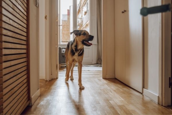 Hund in Mietwohnung: Hund läuft im Flur
