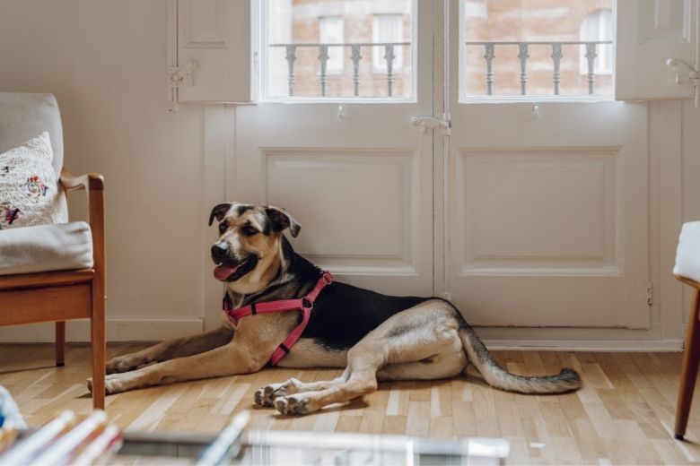 Hund in Mietwohnung Das ist erlaubt edogs Magazin