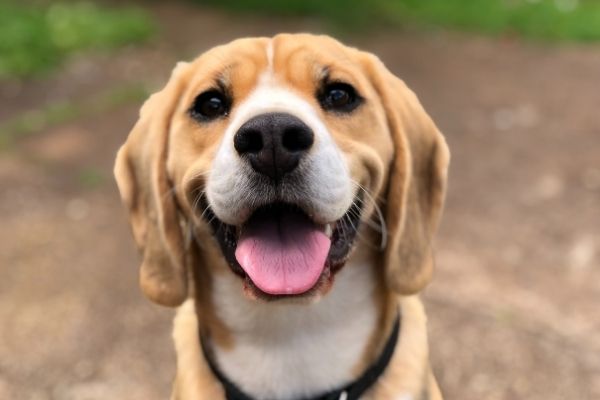 Häufigste Hundekrankheiten: Wurmbefall
