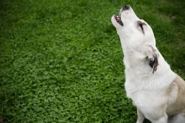 Hund jault Bedeutung und Ursachen edogs Magazin