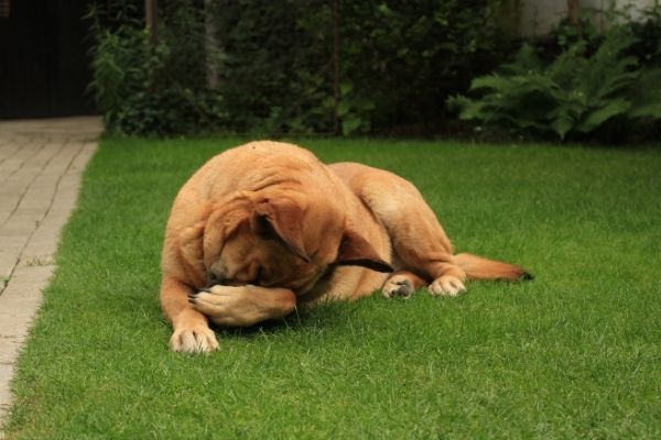 Hund juckt sich an der Schnauze