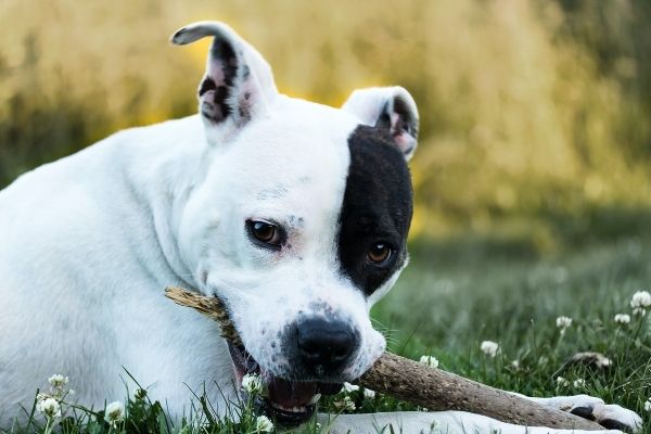 Hund knabbert an Stock