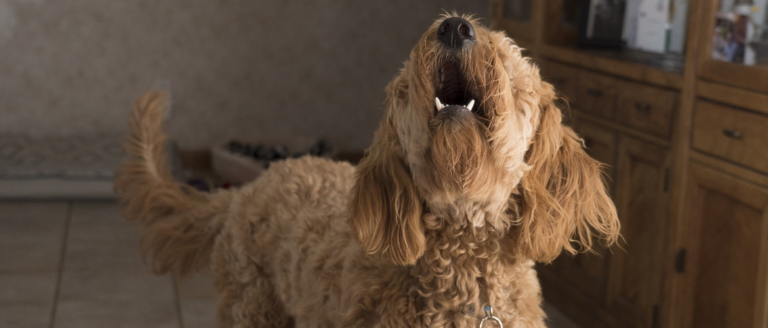 Die Körpersprache des Hundes – So deutest Du sie richtig