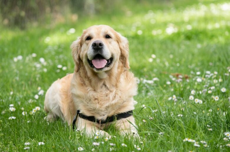 Hund Kosten: Golden Retriever liegt auf einer grünen Wiese