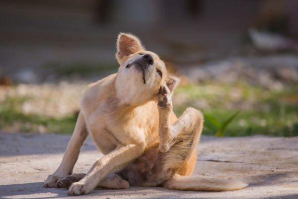 Hund kratzt sich: Eine Allergie bei Hunden kann starken Juckreiz auslösen.