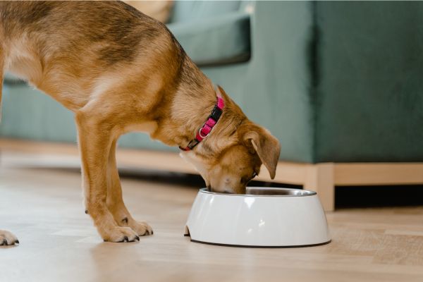 Hund frisst aus einem Napf